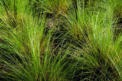 Full frame shot of plants on land