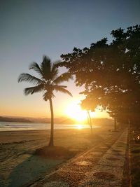 Silhouette trees on beach against sky during sunset