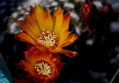 Close-up of orange flower