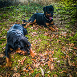 Black dog in a field
