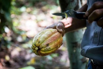 Midsection of man holding cacao while standing at farm