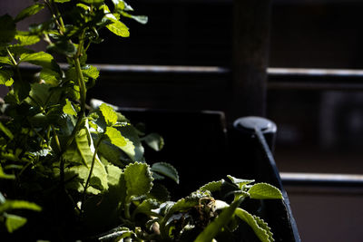 Close-up of potted plant