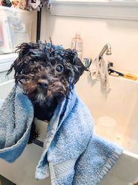 Portrait of dog in bathroom