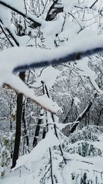Bare tree in snow covered landscape