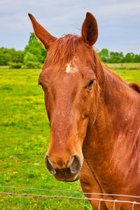 Close-up of horse standing on field