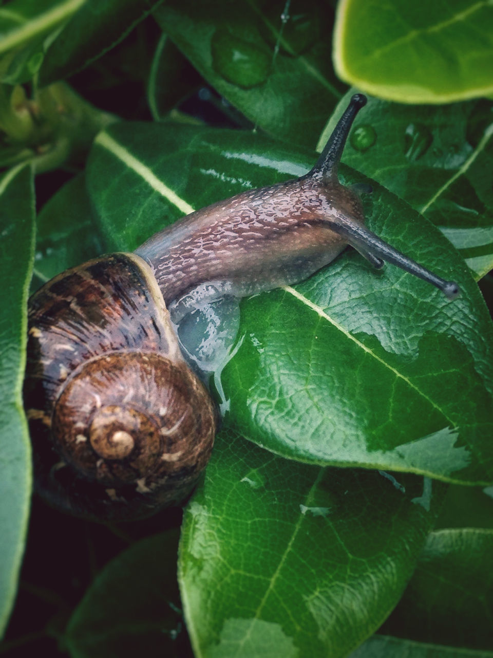 animal themes, animals in the wild, one animal, wildlife, snail, close-up, leaf, nature, animal shell, green color, insect, natural pattern, beauty in nature, focus on foreground, plant, animal antenna, growth, outdoors, day, no people