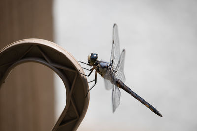 Close up of dragonfly around the garden.