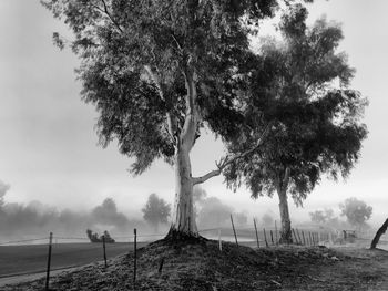 Trees on field against sky