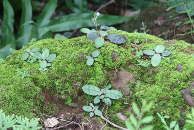 High angle view of plants growing on field