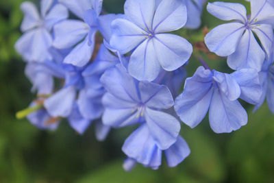 Close-up of purple flowering plant