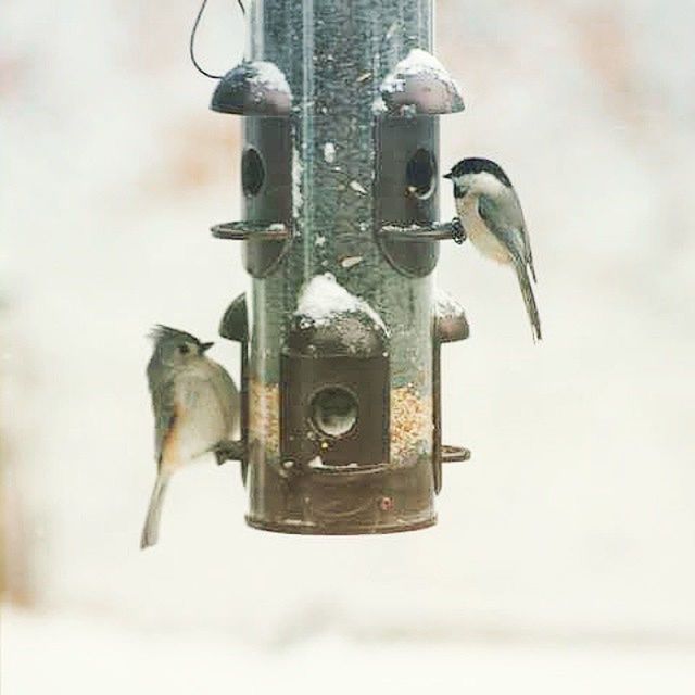 Birdfeeders