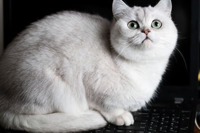 pet