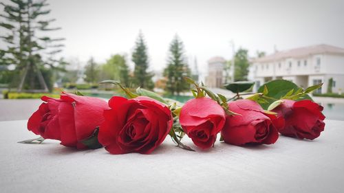 Close-up of red roses