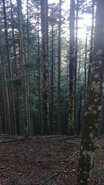Trees growing in forest