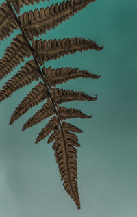 Low angle view of dried leaves against sky