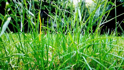 Close-up of fresh green grass in field