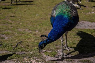 Peacock on grass