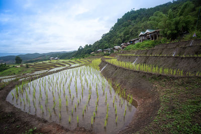 Scenic view of agricultural landscape against sky