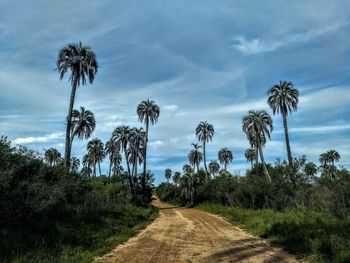 Road amidst palm trees against sky