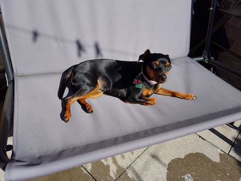 High angle view of dog sitting