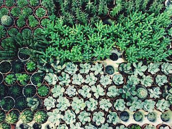 Full frame shot of green plant