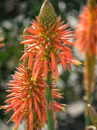 Close-up of red flowering plant