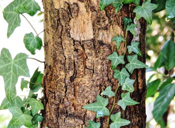 Close-up of tree trunk