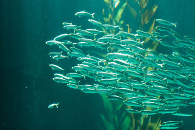 Fish swimming in aquarium