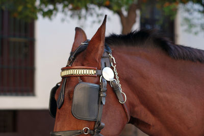 Close-up of a horse