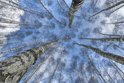 Low angle view of pine trees in forest