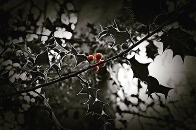 Close-up of leaves on branch