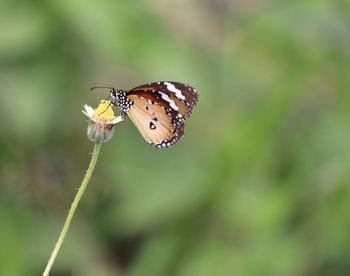 Close-up of butterfly pollinating flower