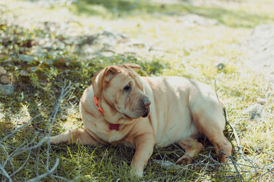 Dog in grass