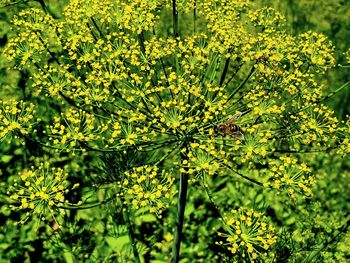 Close-up of flowering plant leaves