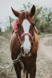 Portrait of horse on field