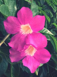 Close-up of pink flower blooming outdoors