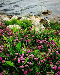 Flowers growing in sea