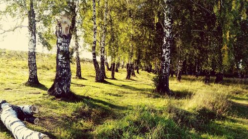 View of trees in forest