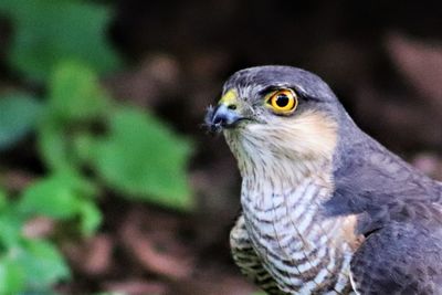 Close-up of eagle