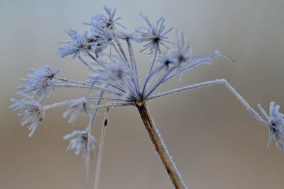 twig