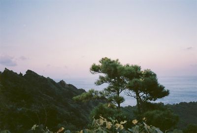 Pine tree against sky