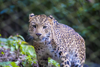 animal