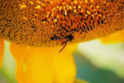 Close-up of bee pollinating flower