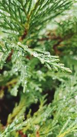 Close-up of frost on pine tree