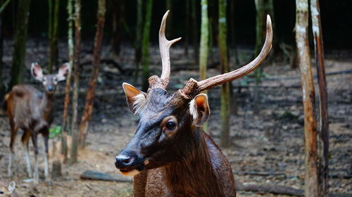 Deer in a field