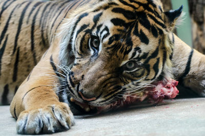 Close-up portrait of a cat in zoo