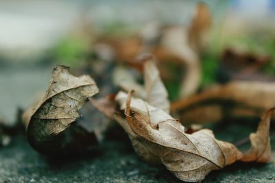 Close-up of plant against blurred background