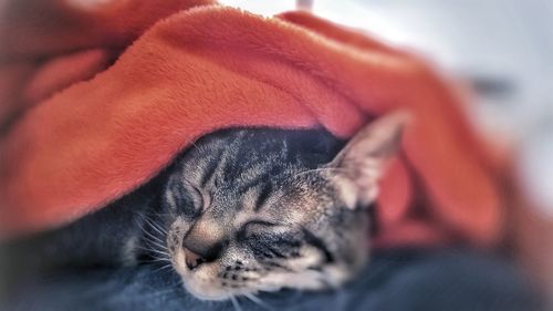 Close-up of dog sleeping