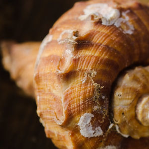 Close-up of snail