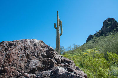 Cactus growing on rock against blue sky